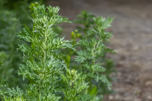 Wormwood Artemisia absinthium in garden. Wormwood plant used for herbal medicine.