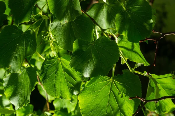 Close View Linden Tree Blooming Summer Day — Zdjęcie stockowe