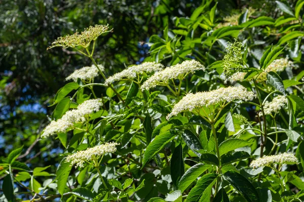 Elder Commonly Used Herbal Medicine Good Respiratory Problems — Stock Photo, Image