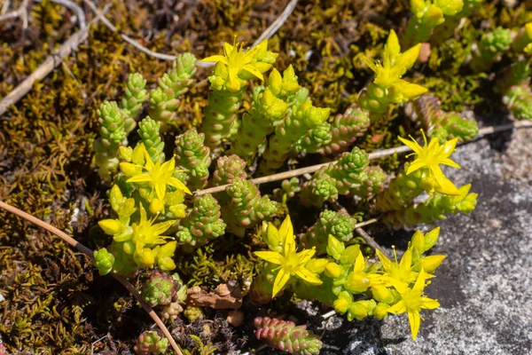 Sedum acre, Sedum albümü çok sayıda yükselen küçük, kalın yapraklarla kaplı daimi bitkidir..