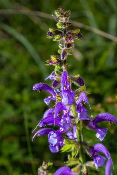 Salvia Pratensis Sage Flowers Bloom Flowering Blue Violet Purple Mmeadow — Stock Photo, Image