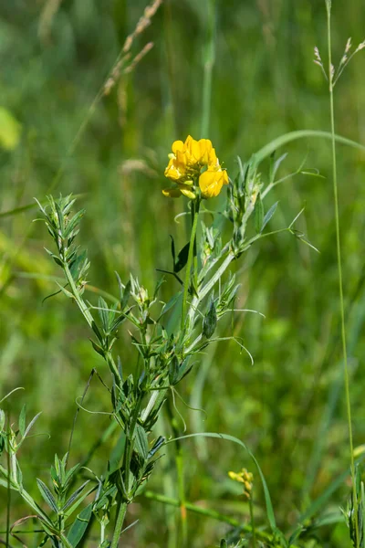 Lathyrus Pratensis Flower Meadow Growing Summer Meadow —  Fotos de Stock