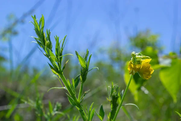生长在夏季草甸上的草甸上的一朵百里香花 — 图库照片