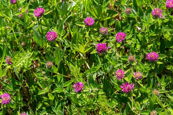 Dark pink flower. Red clover or Trifolium pratense inflorescence, close up. Purple meadow trefoil blossom with alternate, three leaflet leaves. Wild clover, flowering plant in the bean family Fabaceae.