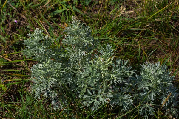 Armoise Artemisia Absinthium Herbe Vivace Couleur Argentée Avec Une Forte — Photo