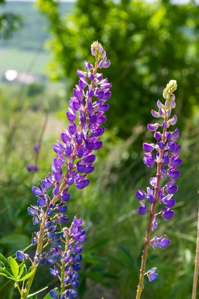 Blooming Purple Flowers Lupine Fodder Plants Lupinus Polyphyllus Growing Field — Stok fotoğraf