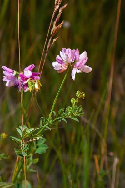 Close Macro Crownvetch Securigera Varia Coronilla Varia Purple Crown Vetch — Stock Photo, Image