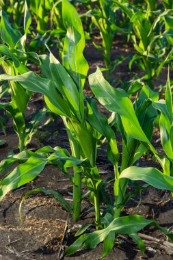 Mavi gökyüzüne karşı düzgün sıralarda dikilmiş yeşil mısır filizleri. Boşluğu kopyala, metin için boşluk. Tarım.