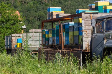 Sahadaki bir araba platformunda arı kovanları olan bir Apiary. Tekerlekli kovanları olan gezici arılar. Bal besin ve tıbbi özellikleri bakımından zengin yararlı bir doğal üründür. Yüksek kalite fotoğraf