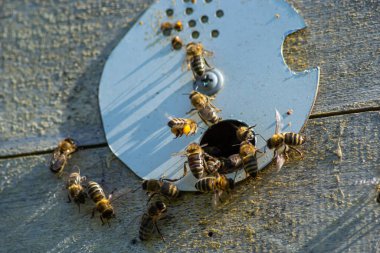 Close up of flying bees. Wooden beehive and bees. Plenty of bees at the entrance of old beehive in apiary. Working bees on plank. Frames of a beehive.