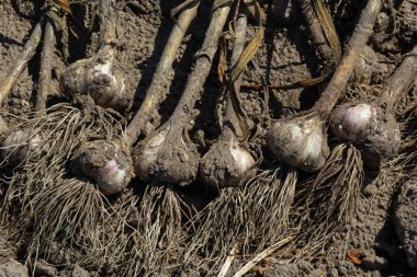 Toprakta taze sarımsak hasadı. Taze kazılmış sarımsak soğanları..
