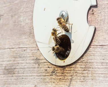 Close up of flying bees. Wooden beehive and bees. Plenty of bees at the entrance of old beehive in apiary. Working bees on plank. Frames of a beehive.
