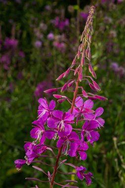 Closeup of pink flower of rosebay willowherb Chamaenerion angustifolium on light green background.