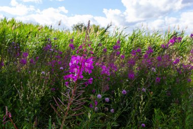 Closeup of pink flower of rosebay willowherb Chamaenerion angustifolium on light green background.
