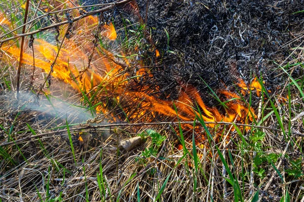 燃烧着干枯的老草红红的火舌 燃烧着发黄的干草 冒着烟 — 图库照片