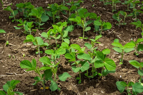 Folha Soja Planta Close Campo Plantas Jovens Culturas Jovens Culturas — Fotografia de Stock