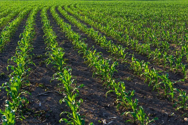 Rows of corn sprouts beginning to grow. Young corn seedlings growing in a fertile soil. An agricultural field on which grow up young corn. Rural landscape.