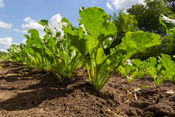 Agricultural scenery of of sweet sugar beet field. Sugar beets are young. Sugar beet field.