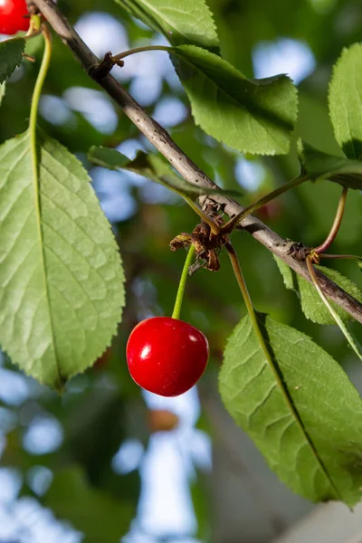 Red Ripe Cherry Berries Prunus Subg Cerasus Tree Summer Vegetable — Stock Photo, Image