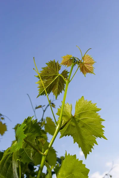Świeże Zielone Liście Winorośli Winnicy Przed Wspaniałym Błękitnym Niebem — Zdjęcie stockowe