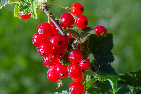 Rote Johannisbeere Wächst Einem Strauch Garten Beere Ernte Sommer Pflanze — Stockfoto