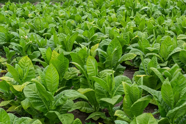 Tobacco leaf in blurred tobacco plantation field background. Tobacco big leaf crops growing in tobacco plantation field.