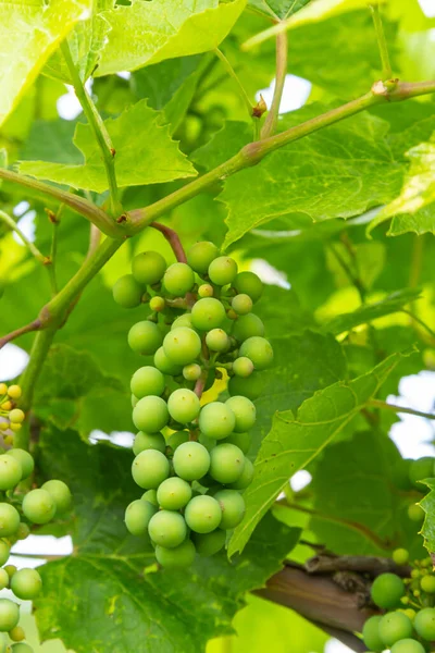 Close Green Underripe Grape Bunches Hanging Tree Bunches Grapes Maturing — Photo