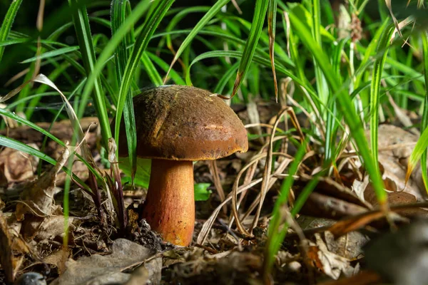 Boletus Erythopus Neoboletus Luridiformis Mushroom Forest Growing Green Grass Wet — ストック写真
