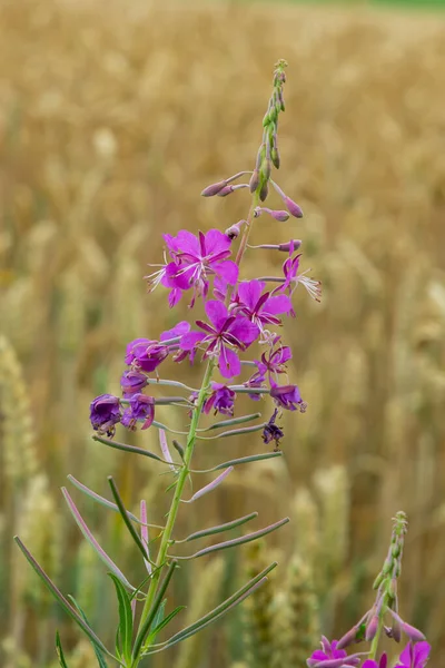 Ivan chai, Chamaenerion angustifolium, fireweed, Great willowhere, Rosebay willowhere, daimi otçul bitki ailesi Onagraceae, süs ve tıbbi bitki.