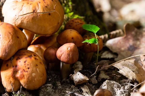 Gymnopus Fusipes Mushroom Cluster Съедобный Молодости — стоковое фото