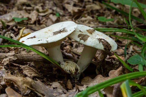 Lactarius Vellereus Lactarius Piperatus Large White Gilled Edible Mushroom Flat — Stockfoto