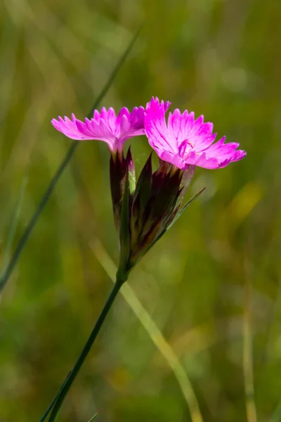 Carthusian Pink Flowers Dianthus Carthusianorum Summer Meadow Use Traditional Medicine — Photo
