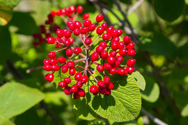 Fruit Viburnum Lantana Green First Turning Red Finally Black Wayfarer — Foto de Stock