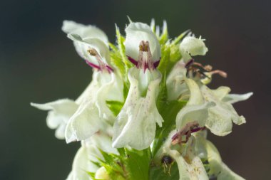Stachys recta, lamiaceae familyasından uzun ömürlü bir bitki türü olan Lamiaceae familyasına ait bir bitki türü..