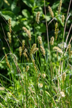 Anthoxanthum odoratum Poaceae aile bitkisi baharda çiçek açma zamanı, seçici odak.