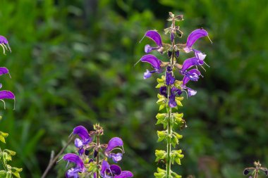 Salvia pratensis, Lamiaceae familyasından Avrupa, Batı Asya ve Kuzey Afrika 'ya özgü bir bitki türüdür..