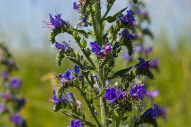 Mavi tatlı çiçekler - Blueweed Echium vulgare. Viper 'ın böcek ilacı tıbbi bir bitkidir. Makro.