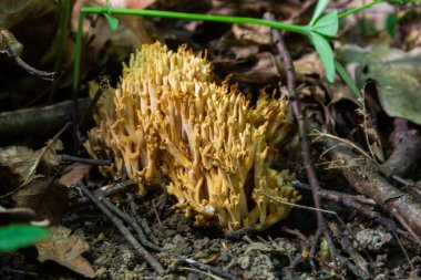 Ramaria stricta mantarları ormanda yetişiyor. Ramaria Stricta.