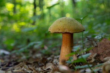 Suillellus luridus, eski adıyla Boletus luridus, genellikle arka planda orman ağaçları olan korkunç bolete olarak bilinir..