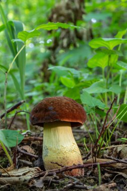 Örneğin Bay Bolete, Imleria Badia, Syn. : Boletus badius, Xerocomus badius.