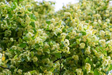 Ağaçtaki ıhlamur çiçekleri. Ihlamur çiçeğinin yakın çekimi. Yaz ormanında açan ıhlamur ağacı.