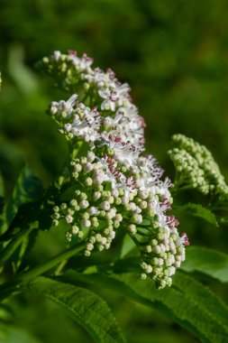 In the wild, elderberry herbaceous Sambucus ebulus blooms in summer.