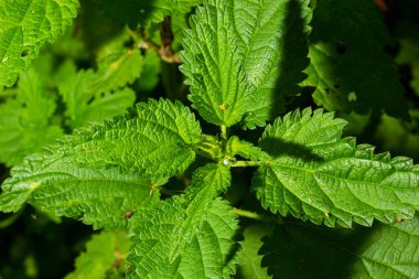 Stinging nettles Urtica dioica in the garden. Green leaves with serrated edges.