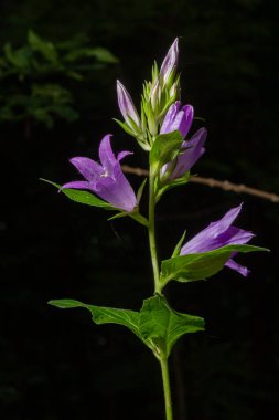 Campanula soluk borusu koyu arkaplanda çiçek açar. Yaz Ormanı.