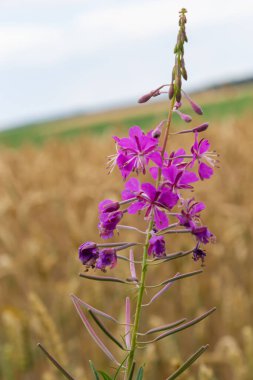 Closeup of pink flower of rosebay willowherb Chamaenerion angustifolium on light green background.
