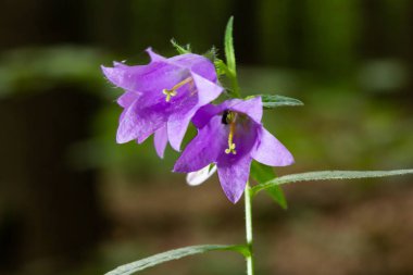 Campanula soluk borusu koyu arkaplanda çiçek açar. Yaz Ormanı.
