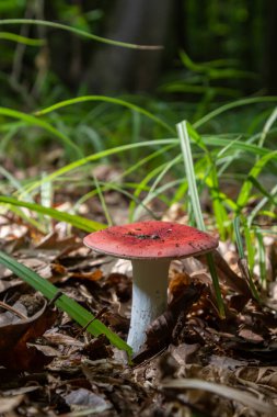 Russula Kusturucu, bilinen adıyla kusturucu, kusturucu russula veya kusan russula bazidiyomicete mantarıdır..