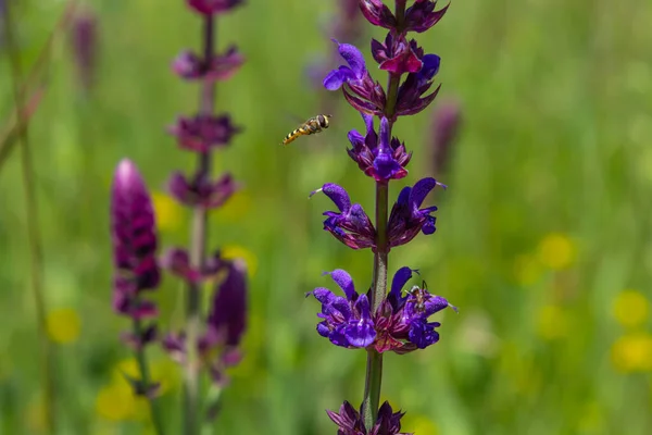 Close up Salvia nemorosa herbal plant with violet flowers in a meadow.