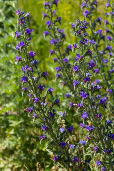 Blue Melliferous Flowers Blueweed Echium Vulgare Viper Bugloss Medicinal Plant — Stock Photo, Image