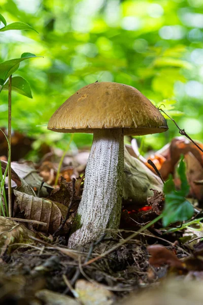 Edible Mushroom Leccinum Scabrum Birch Forest Known Birch Bolete Wild — Stockfoto